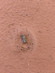 Nephilingis cruentata