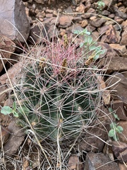 Hamatocactus hamatacanthus hamatacanthus