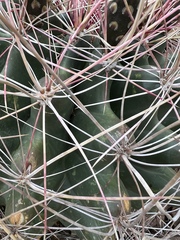 Hamatocactus hamatacanthus hamatacanthus