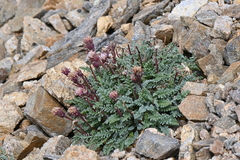 Chaenactis douglasii alpina