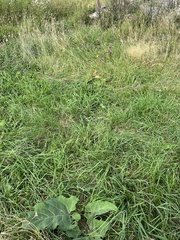 Arctium lappa