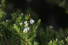 Diosma