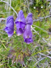 Aconitum fukutomei