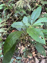 Rhynchotechum discolor