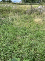 Arctium lappa