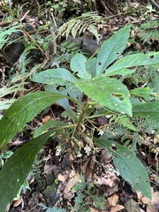 Rhynchotechum discolor