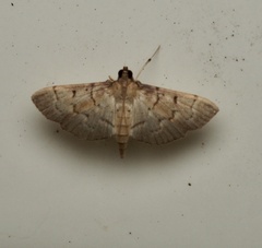 Herpetogramma