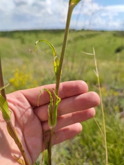 Tragopogon