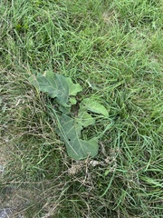 Arctium lappa