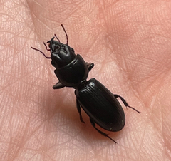 Scarites subterraneus