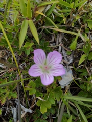 Geranium hayatanum