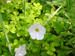 Oxalis incarnata