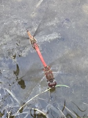 Sympetrum striolatum