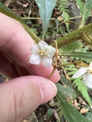 Rhynchotechum discolor