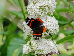 Vanessa atalanta