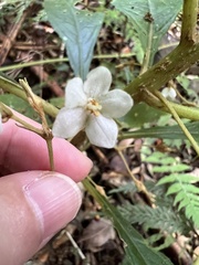 Rhynchotechum discolor