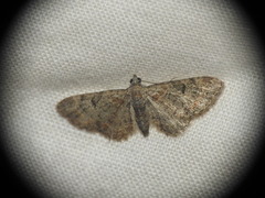 Gymnoscelis rufifasciata