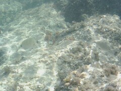 Diplodus sargus