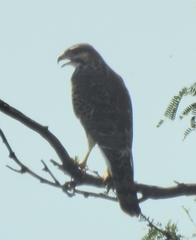 Buteo plagiatus