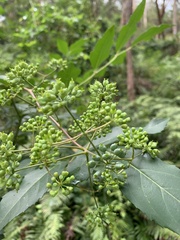 Polyscias sambucifolia