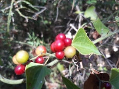Smilax aspera