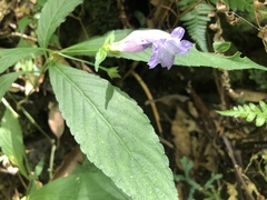 Strobilanthes formosana