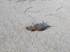 Microtus pennsylvanicus