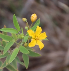 Senna roemeriana