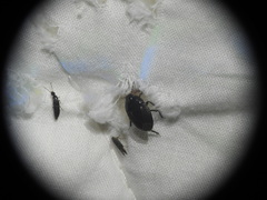 Macroscytus brunneus