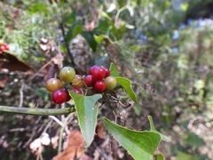 Smilax aspera
