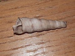 Turritellinella tricarinata