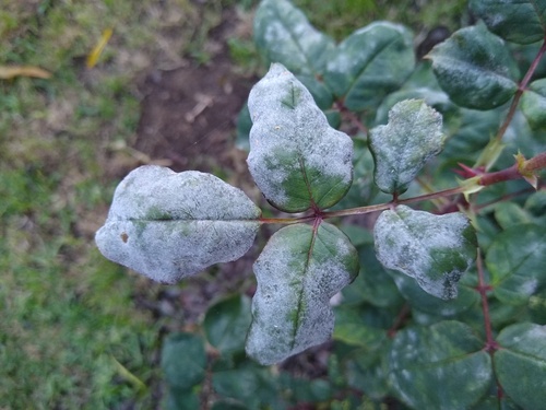 Rose Powdery Mildew