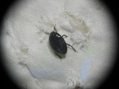 Macroscytus brunneus