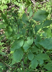 Prociphilus fraxinifolii