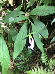 Strobilanthes formosana