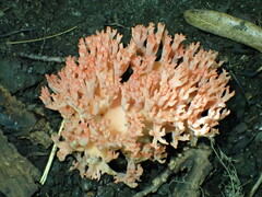 Ramaria botrytis