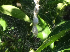 Cyrtophora citricola