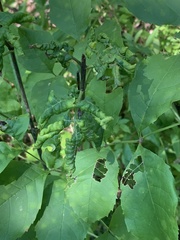 Prociphilus fraxinifolii