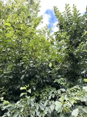 Ulmus glabra