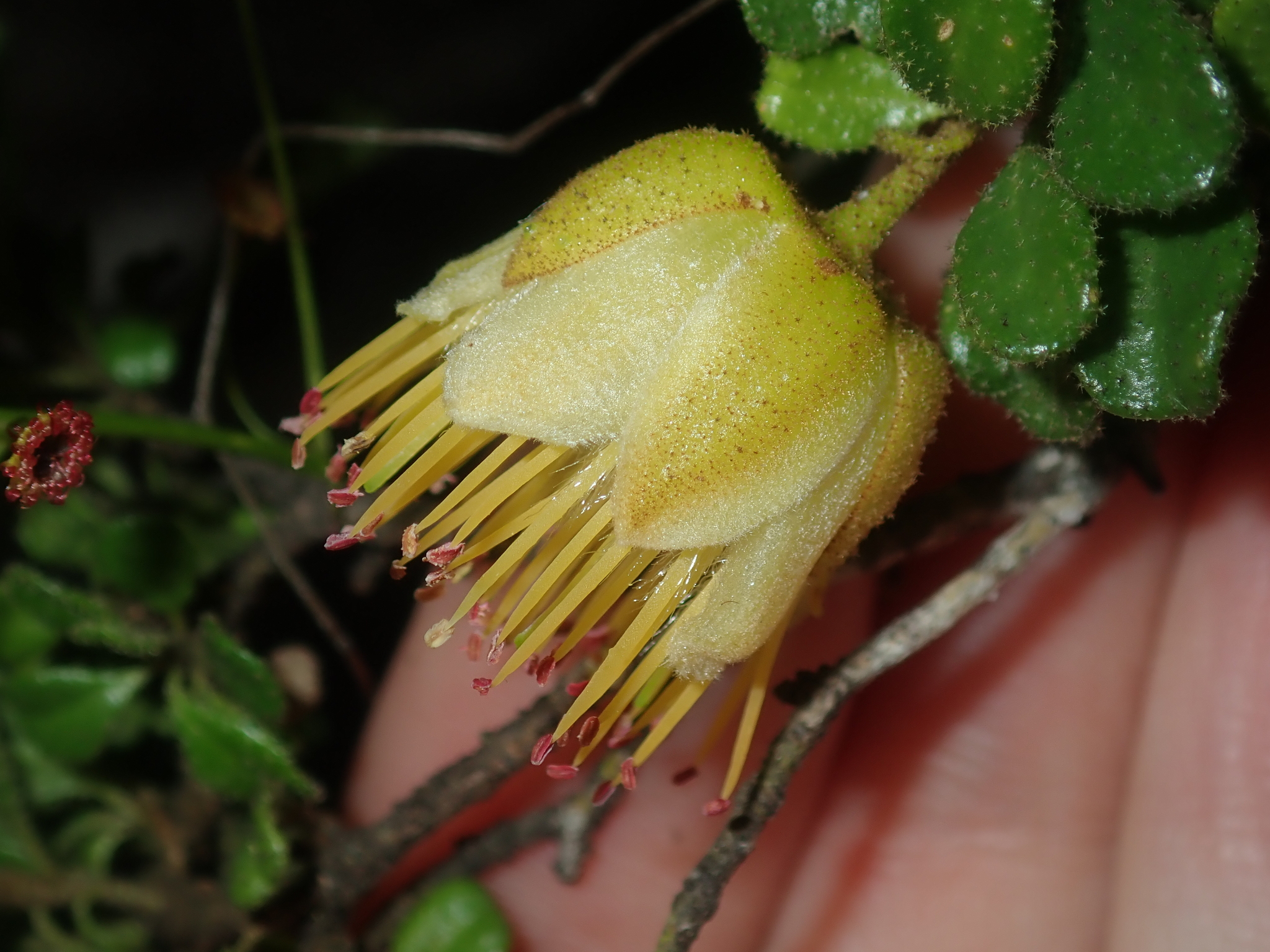 Diplolaena obovata