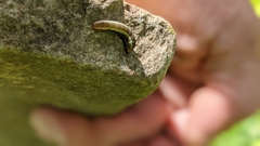 Spodoptera ornithogalli