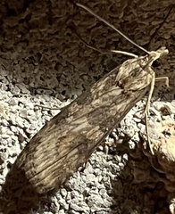 Nomophila nearctica