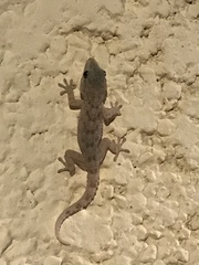 Tarentola delalandii
