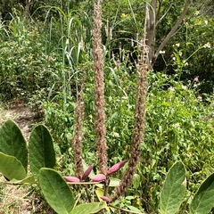 Uraria crinita