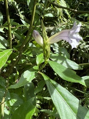 Strobilanthes longespicatus