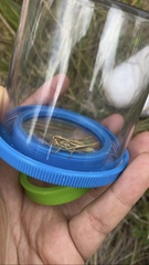 Euchorthippus declivus