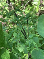 Prociphilus fraxinifolii