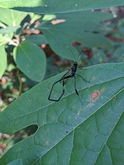 Pelecinus polyturator