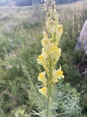 Linaria