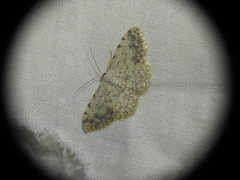 Scopula submutata